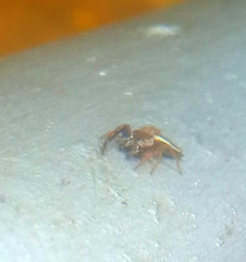 Hentzia vittata