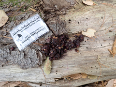 Urocyon cinereoargenteus