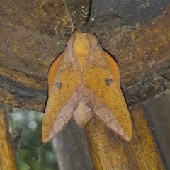 Adeloneivaia apicalis