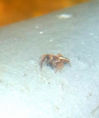 Hentzia vittata