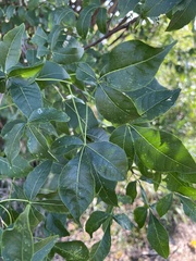Ptelea trifoliata