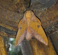 Adeloneivaia apicalis