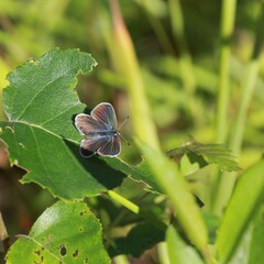 Plebejus idas