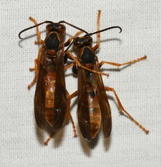 Polistes rubiginosus
