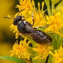 Hylaeus