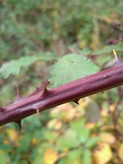 Rubus procerus