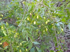 Buckleya distichophylla