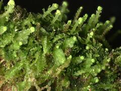 Odontoschisma denudatum