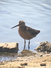 Limnodromus griseus hendersoni