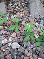 Rubus procerus