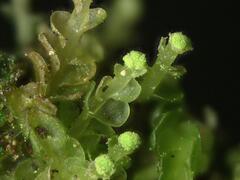 Odontoschisma denudatum