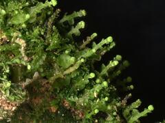 Odontoschisma denudatum