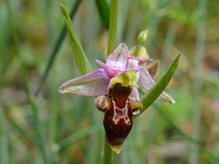 Ophrys scolopax