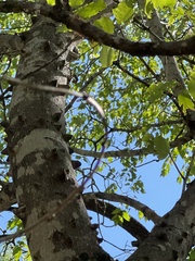 Zanthoxylum clava-herculis