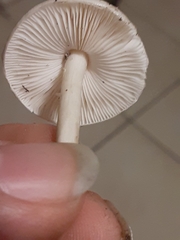 Zhuliangomyces subillinitus