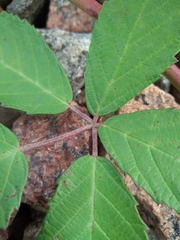 Rubus procerus