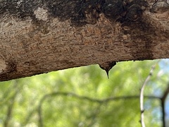 Zanthoxylum clava-herculis