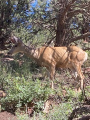 Odocoileus hemionus