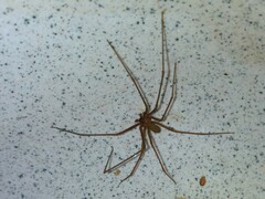 Loxosceles rufescens