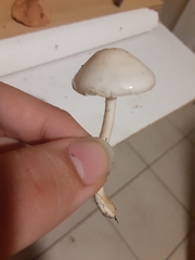 Zhuliangomyces subillinitus