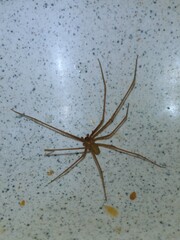 Loxosceles rufescens