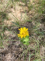 Grindelia ciliata