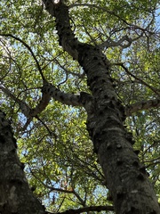 Zanthoxylum clava-herculis