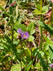 Canadanthus modestus