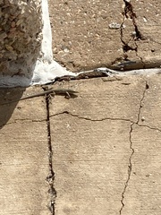 Aspidoscelis neotesselatus