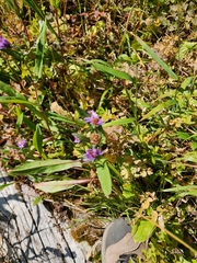 Canadanthus modestus