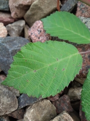 Rubus procerus