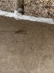 Aspidoscelis neotesselatus