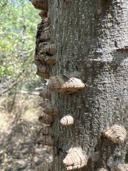 Zanthoxylum clava-herculis