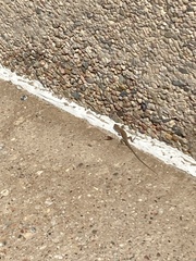 Aspidoscelis neotesselatus