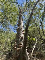 Zanthoxylum clava-herculis
