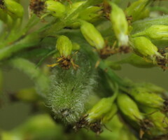 Rhopalomyia anthophila