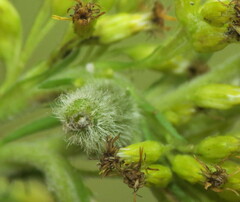 Rhopalomyia anthophila
