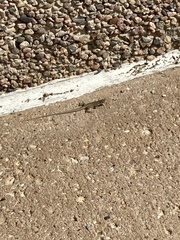 Aspidoscelis neotesselatus