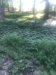 Pachysandra terminalis