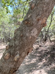 Zanthoxylum clava-herculis
