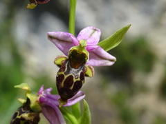 Ophrys scolopax