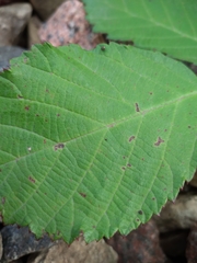 Rubus procerus