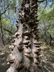 Zanthoxylum clava-herculis