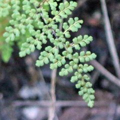 Myriopteris fendleri