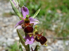 Ophrys scolopax