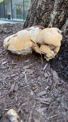 Ganoderma polychromum