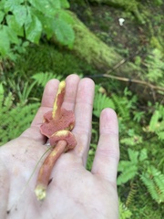 Chalciporus rubinellus