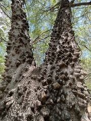 Zanthoxylum clava-herculis