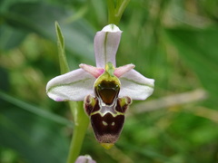 Ophrys scolopax