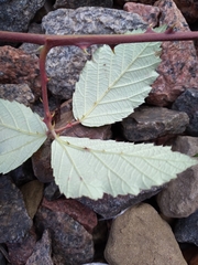 Rubus procerus